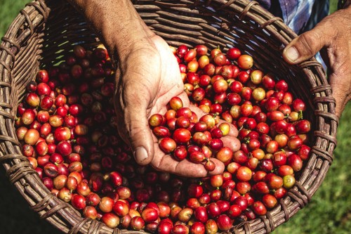 coffee.jpg coffee beans